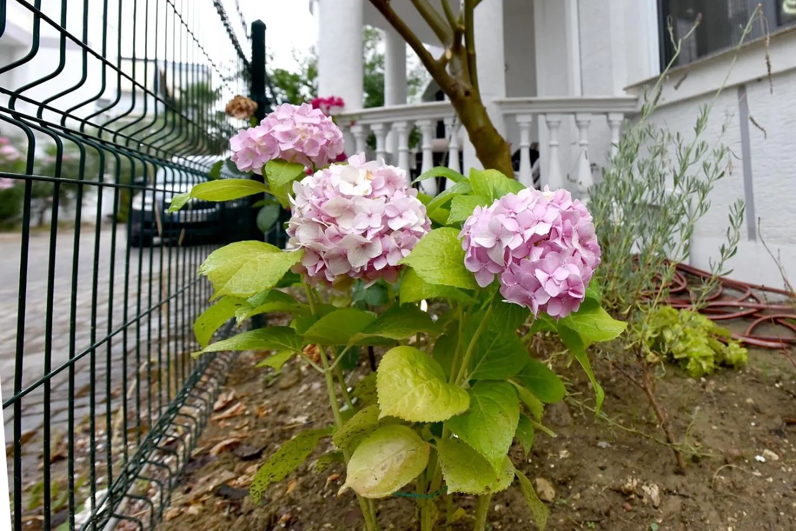 Serenity Villa Apartments 格勒姆